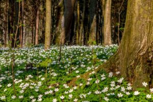 Zawilce w ogrodzie: Kluczowe wymagania, sadzenie oraz pielęgnacja dla początkujących