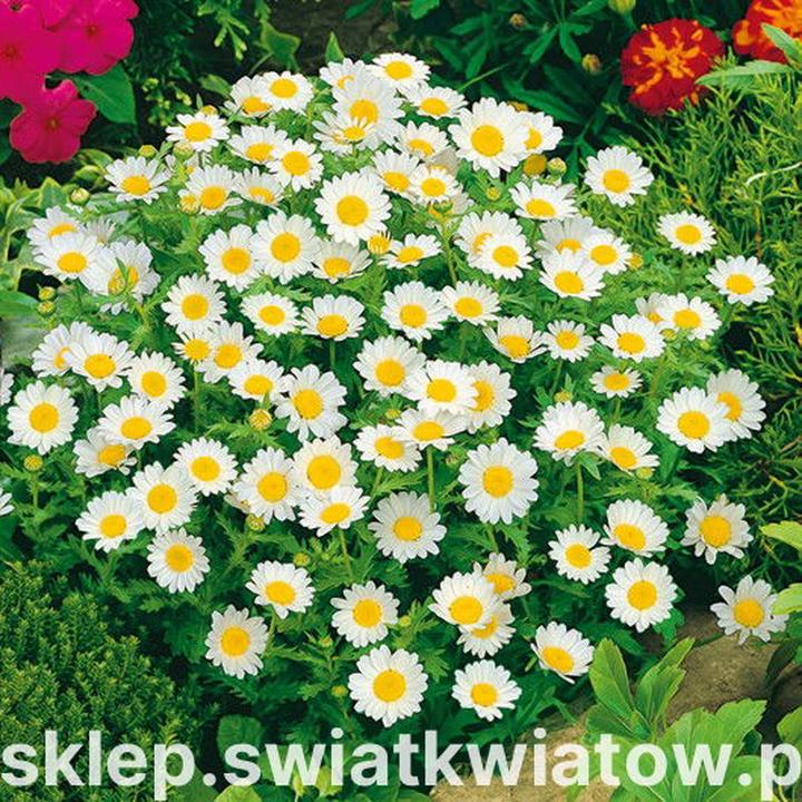 Złocień - Jakie Wymagania Spełnić Przy Sadzeniu i Pielęgnacji?