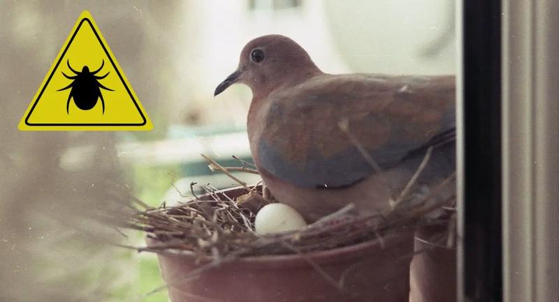 Bezpieczeństwo usuwanie gniazd