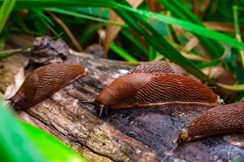 Chemiczne środki na ślimaki