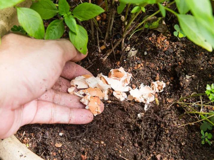 Ekologiczna pielęgnacja roślin