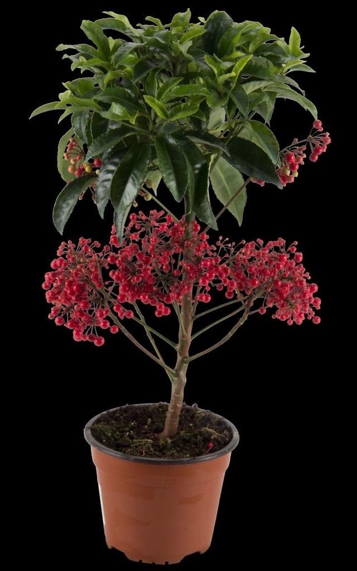 Hodowla roślin w mieszkaniu