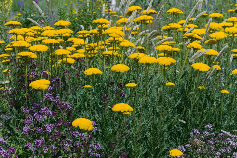 Krwawniki w ogrodzie