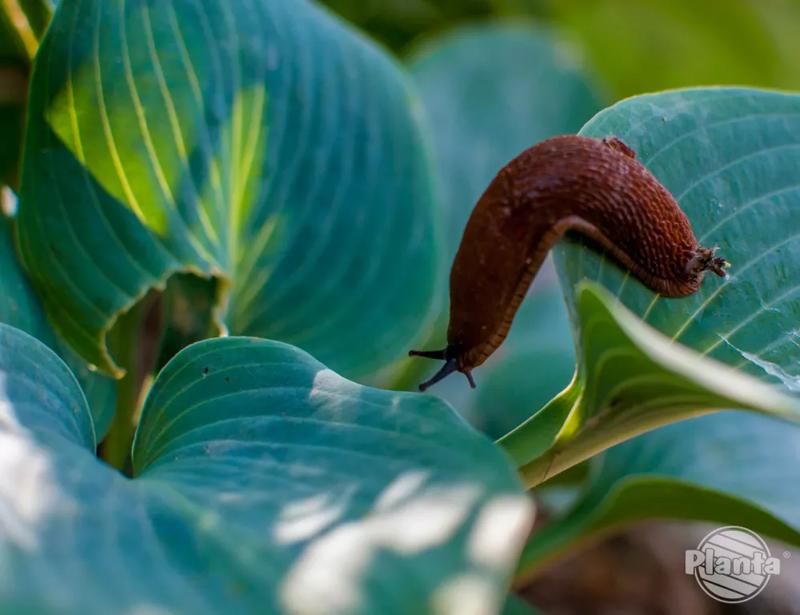 Metody zwalczania ślimaków
