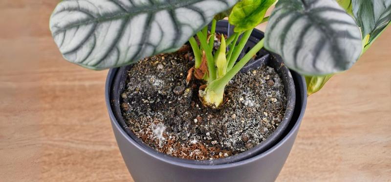 Naturalne metody przeciw pleśni