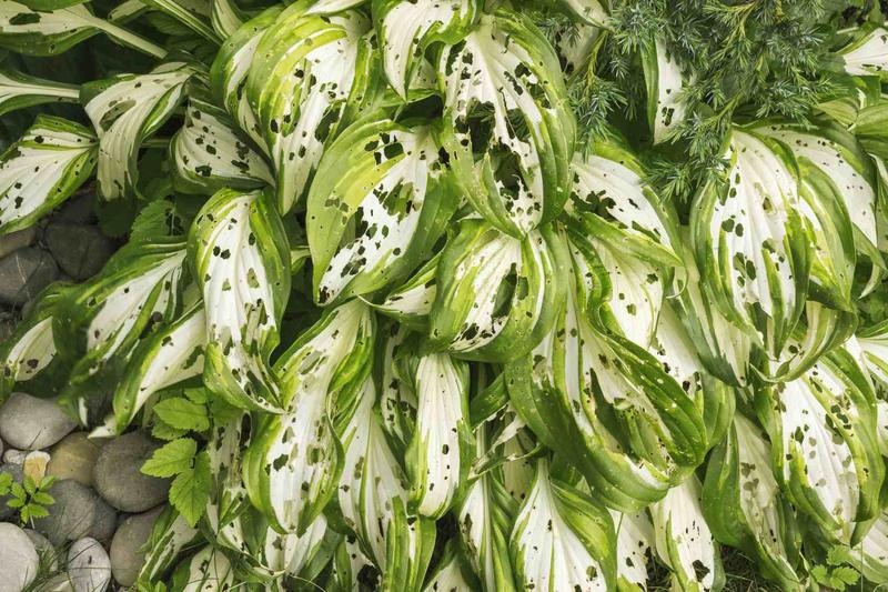 Naturalne pułapki na ślimaki