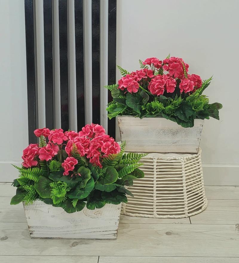 Nawożenie pelargonii