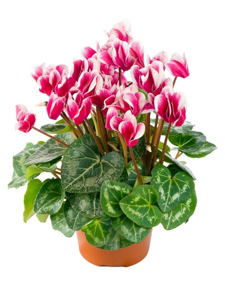 Nawożenie po kwitnieniu