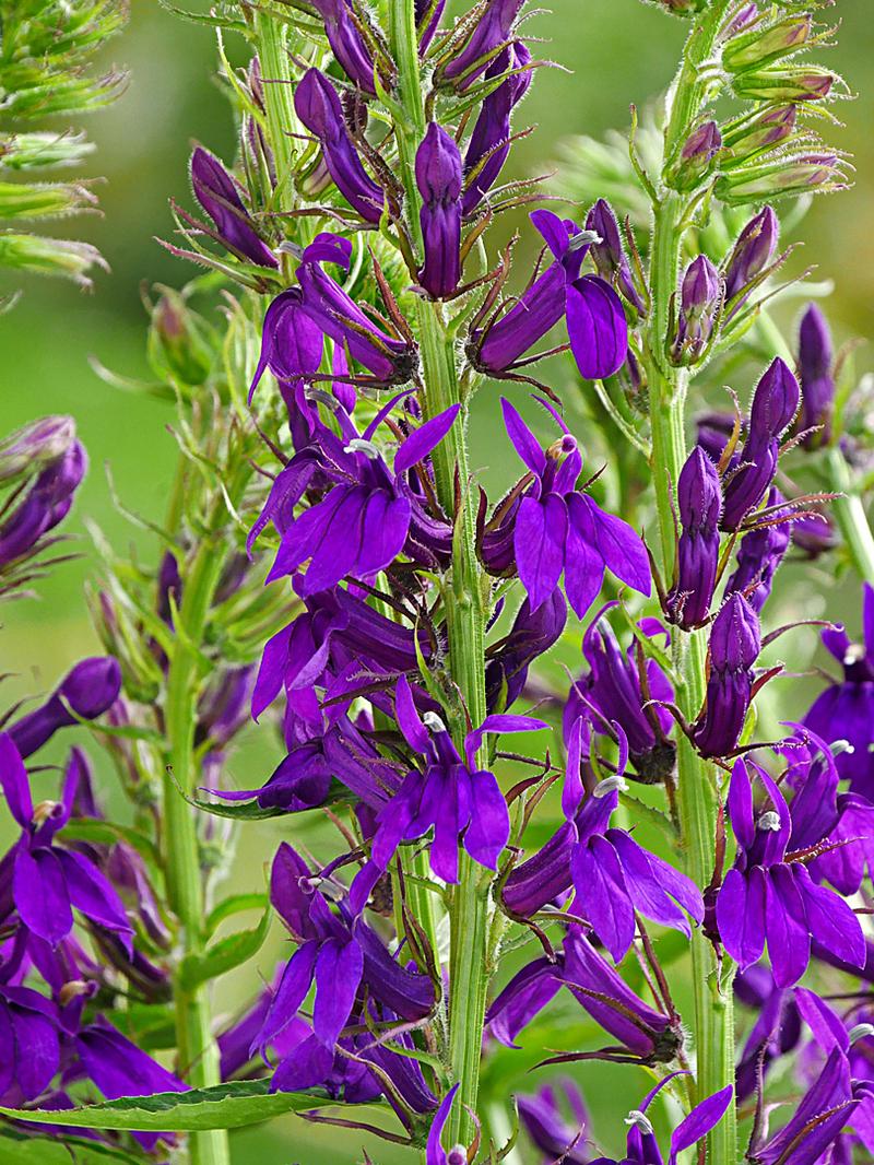 Ochrona roślin balkonowych