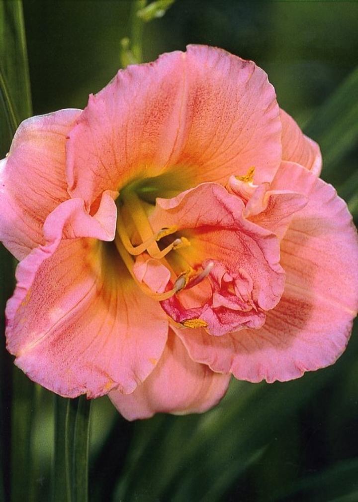 Ochrona roślin przed szkodnikami