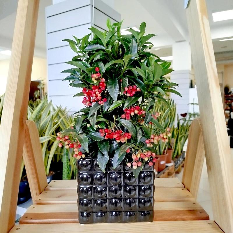 Pielęgnacja ardizji