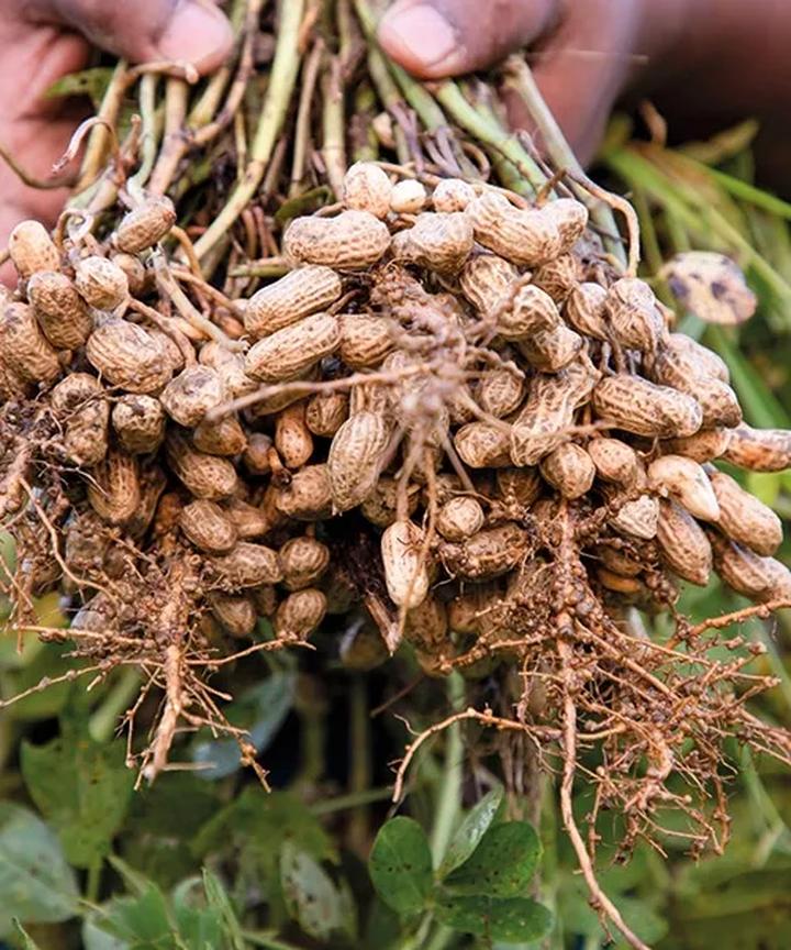 Pielęgnacja orzeszków ziemnych