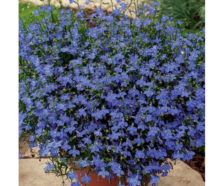 Pielęgnacja szkarlaty