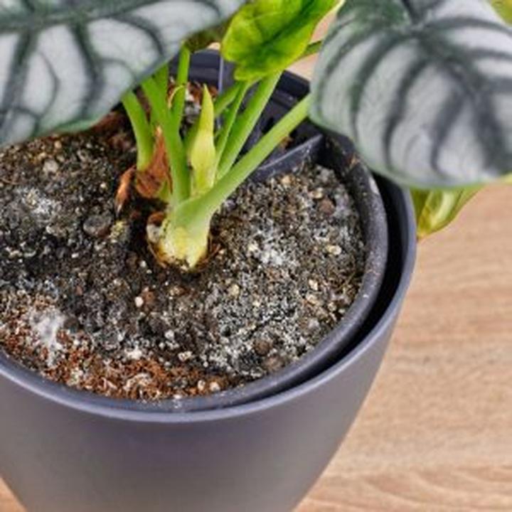 Pleśń w doniczkach