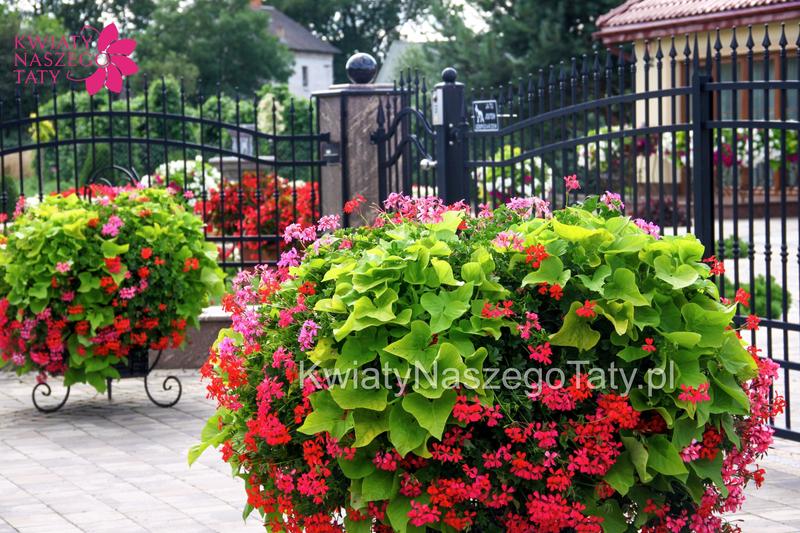 Przechowywanie pelargonii