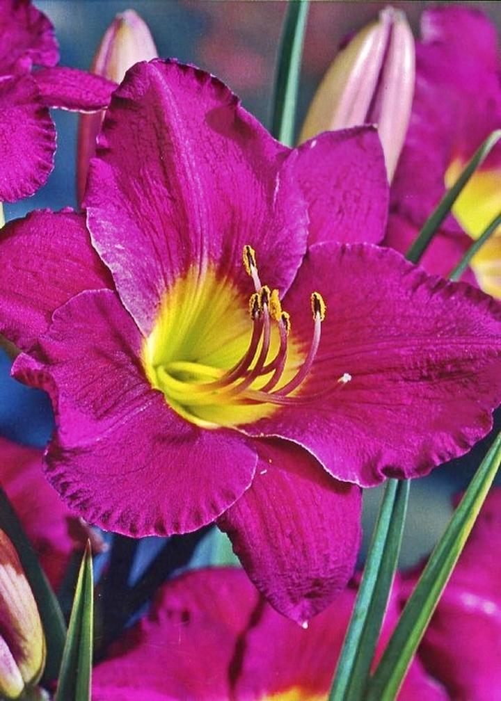 Techniki sadzenia kwiatów