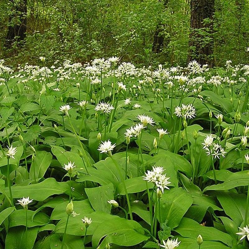 Uprawa czosnku niedźwiedziego