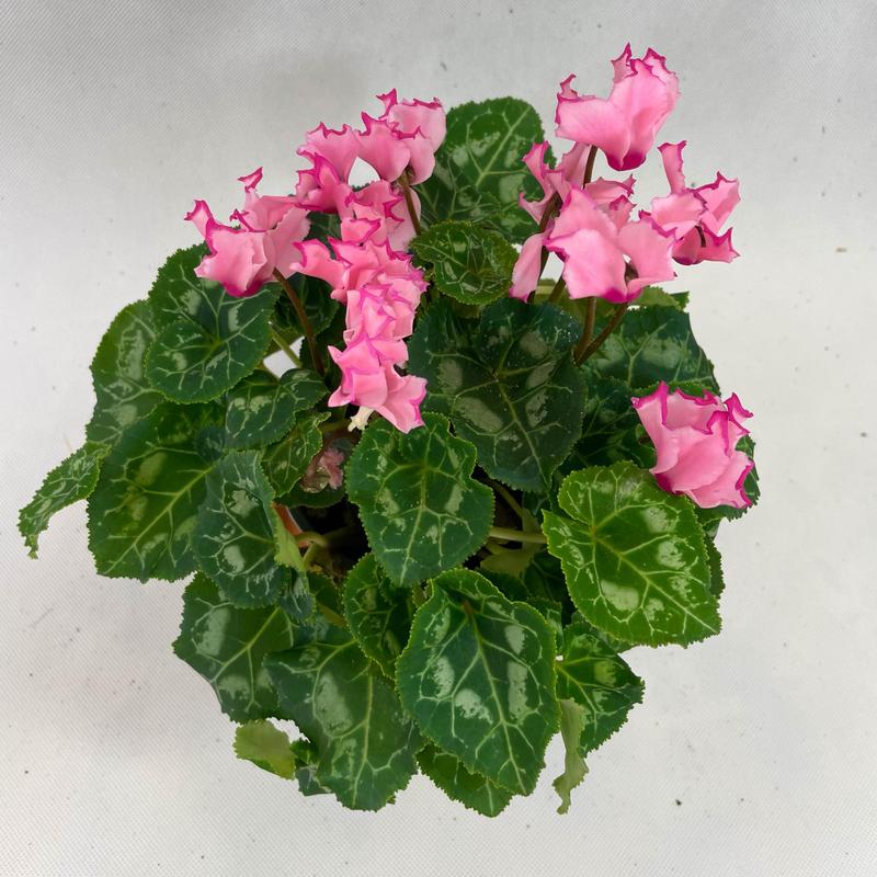 Uprawa fiołka alpejskiego