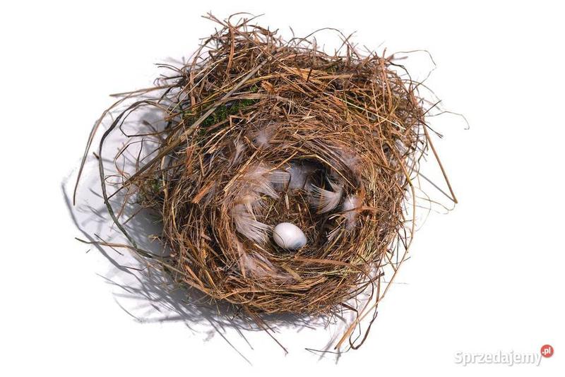 Usuwanie gniazd gołębi