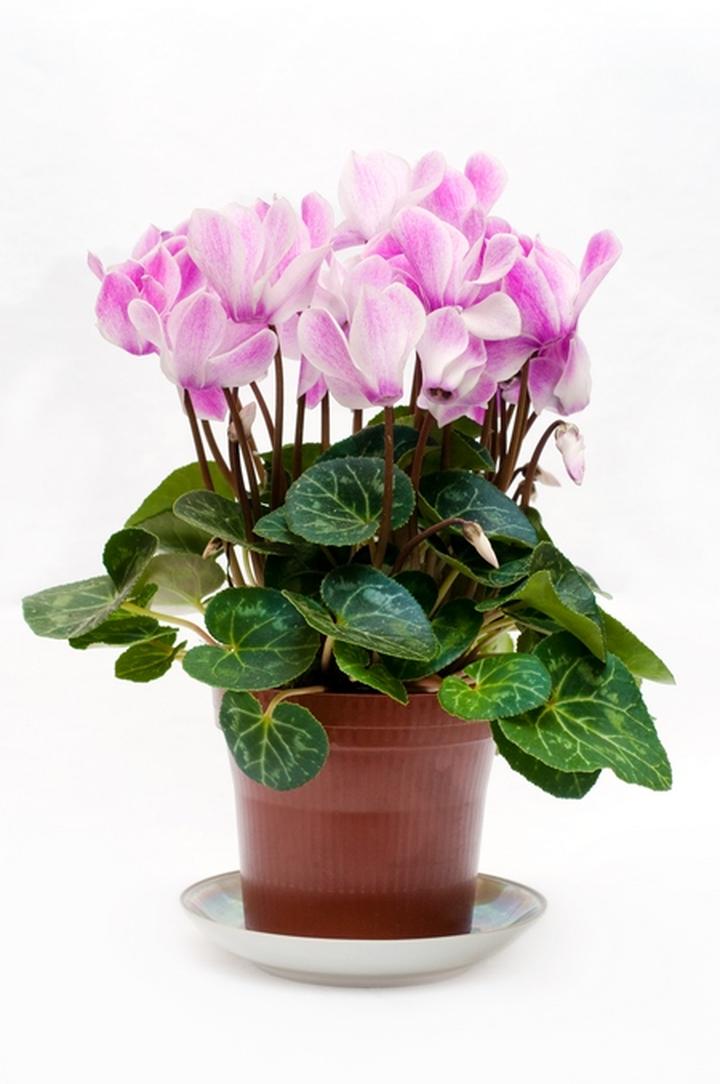 Zdrowie fiołków i cyklamenów