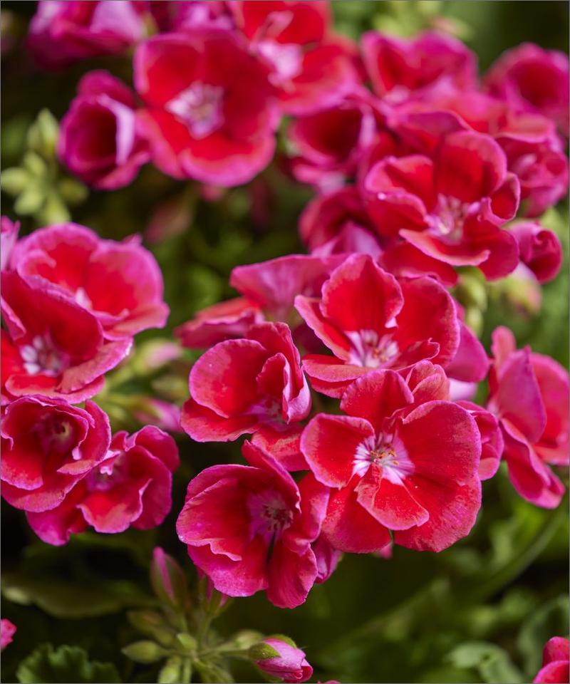 Zimowanie pelargonii