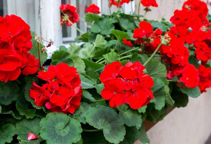 Efektywne metody na przechowywanie pelargonii do wiosny, by znów pięknie rozkwitły
