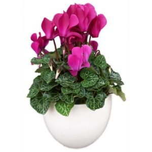 Fiolek alpejski i cyklamen perski – jak je uprawiać, pielęgnować i co zrobić po przekwitnięciu?