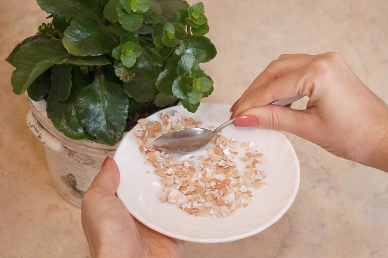 Jak przygotować nawóz ze skorupek jaj? Sprawdź nasz prosty przepis!