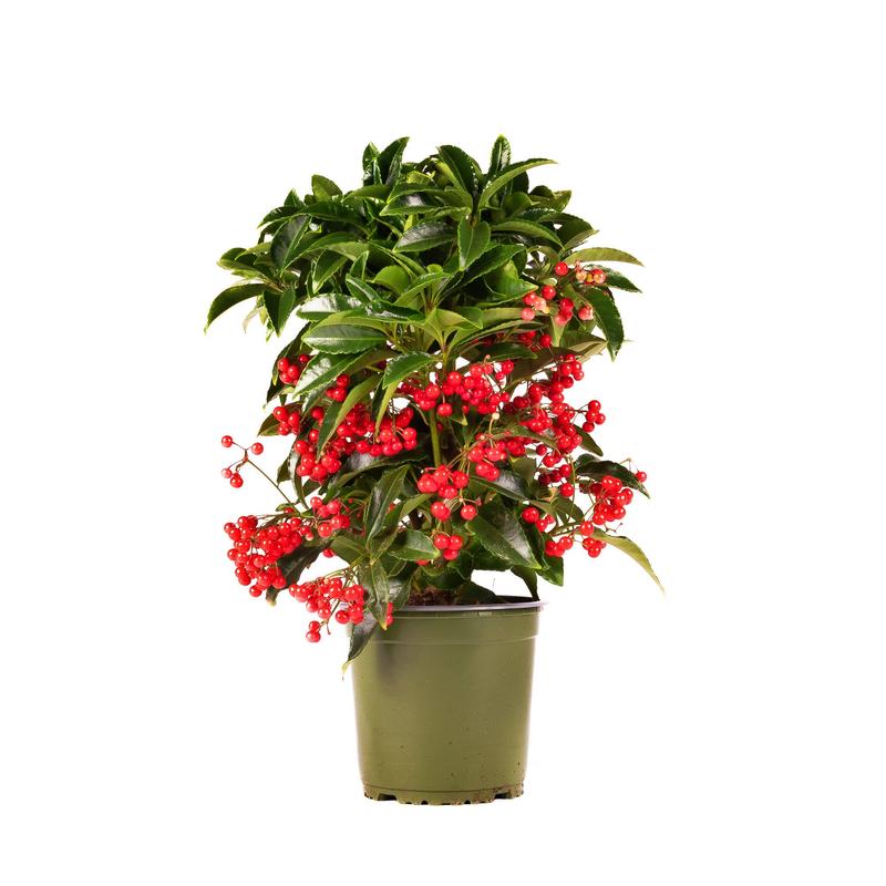 Jak skutecznie uprawiać i pielęgnować ardizję w domowych warunkach?