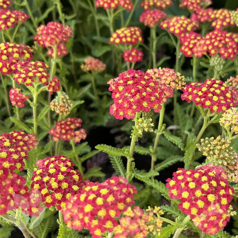 Krwawniki w Twoim ogrodzie: wymagania, uprawa i pielęgnacja różnych gatunków