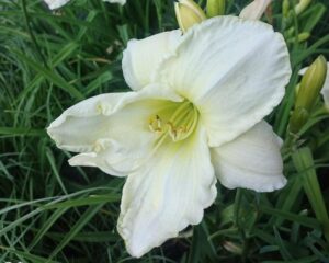 Liliowiec Stella de Oro – Jak Sadzić, Uprawiać i Pielęgnować Te Piękne Rośliny?