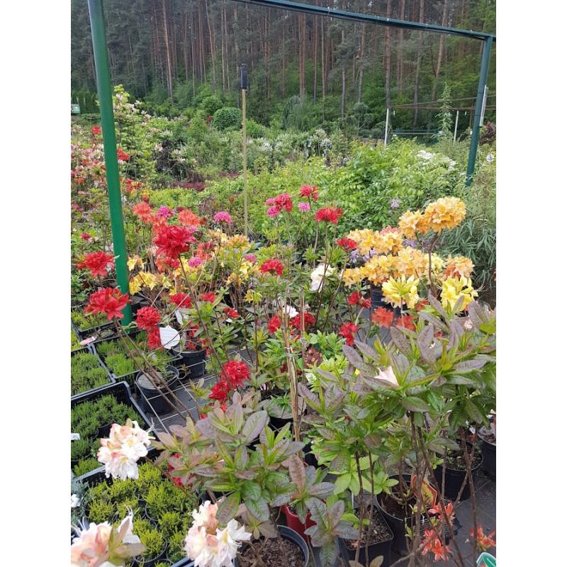 Sekrety udanej uprawy i pielęgnacji azalii w ogrodzie