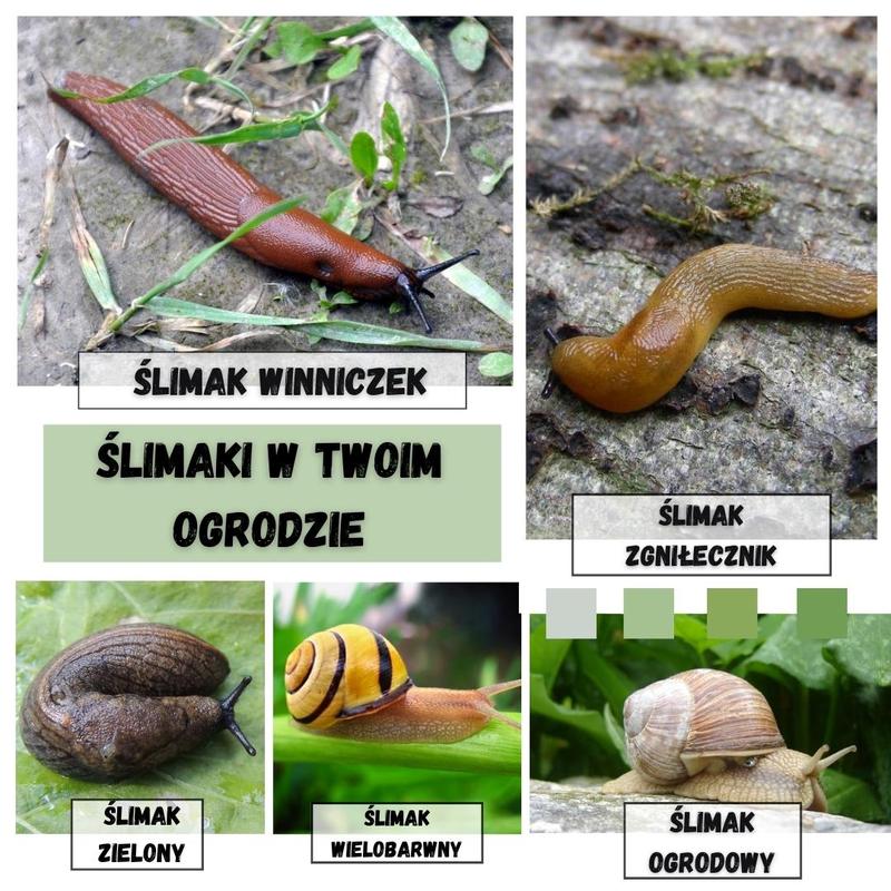 Skuteczne metody na ślimaki w ogrodzie – odkryj 10 najlepszych sposobów ich zwalczania