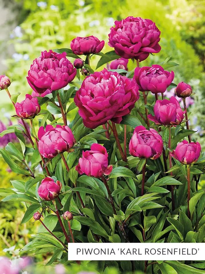 Choroby i szkodniki piwonii