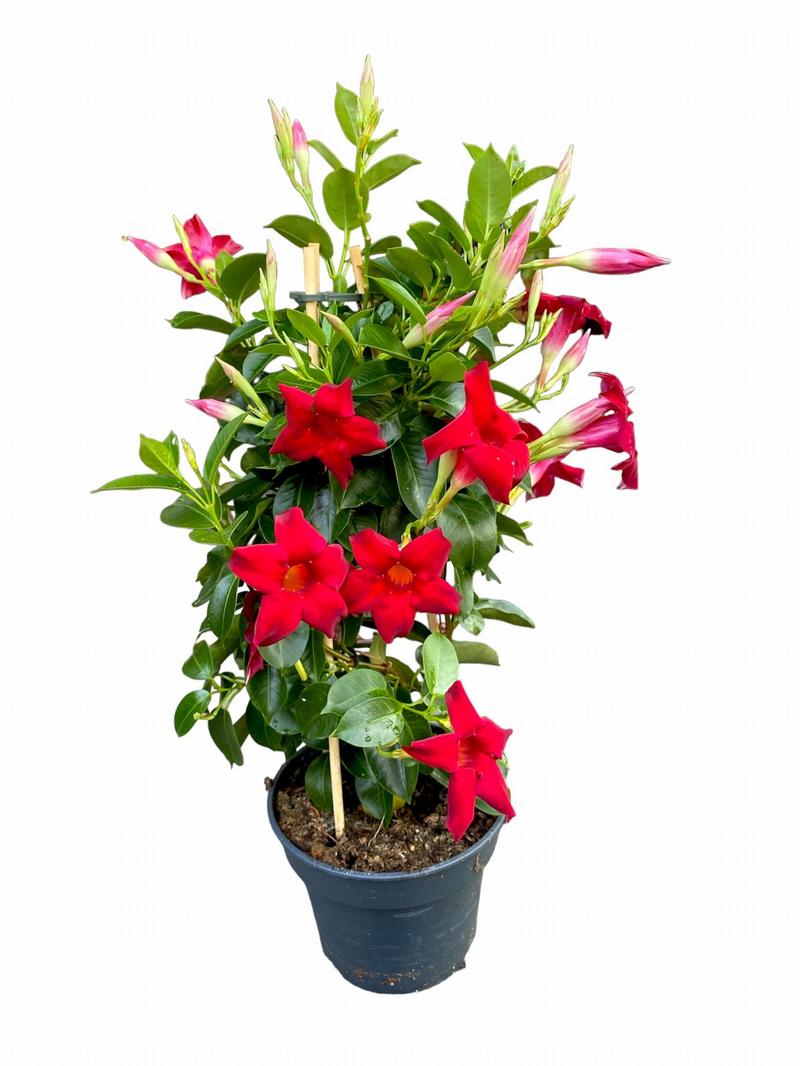 Kwiaty doniczkowe do ciemnych wnętrz