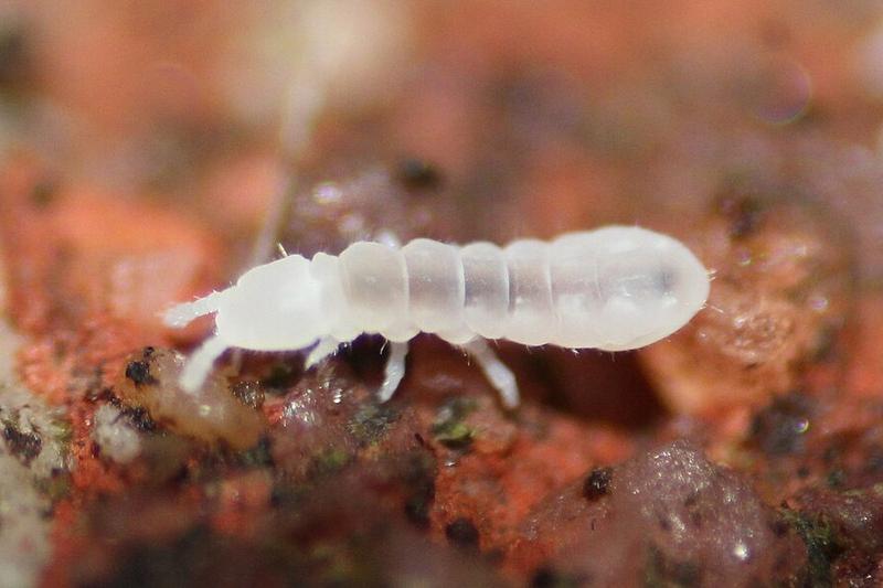 Naturalne metody zwalczania skoczogonków