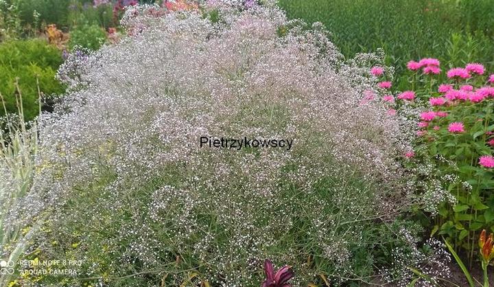 Pielęgnacja gipsówki