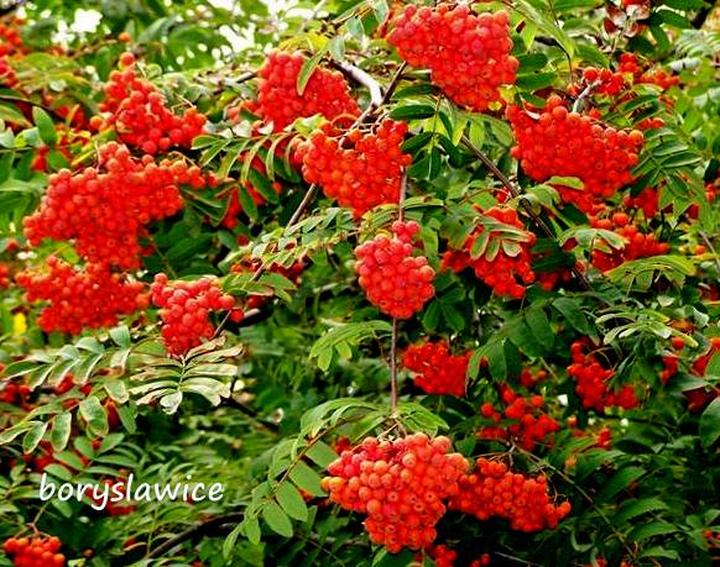 Pielęgnacja jarzebiny