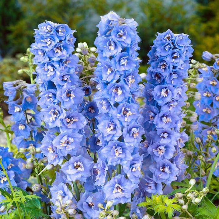 Pielęgnacja roślin ogrodowych