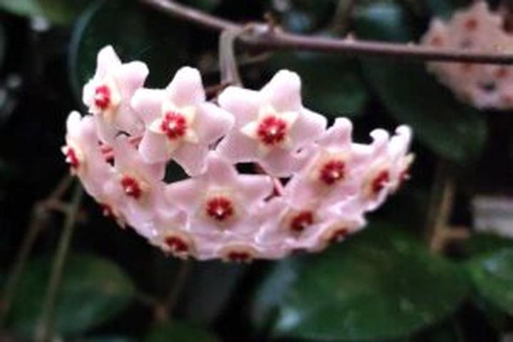 Pielęgnacja roślin w słabym świetle