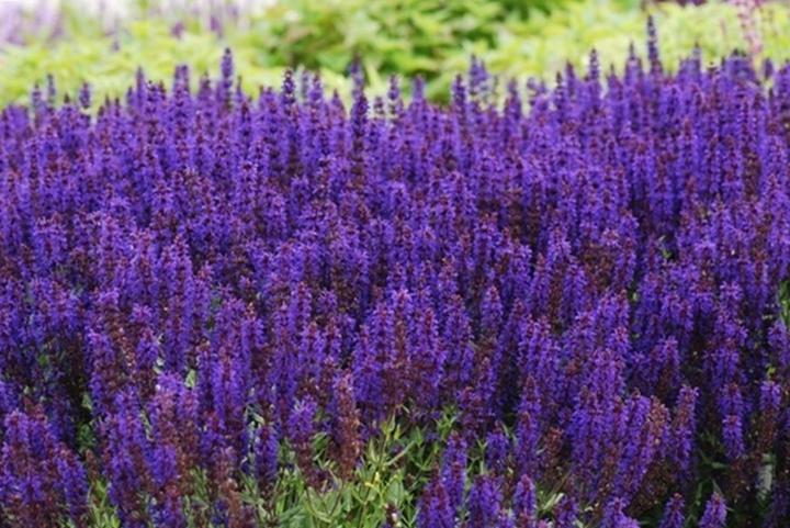 Pielęgnacja szalwii omszonej