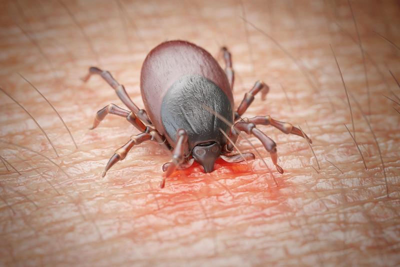 Prewencja kleszczy w domu