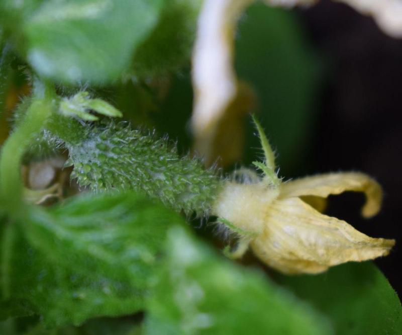 Problemy z kwitnieniem ogórków