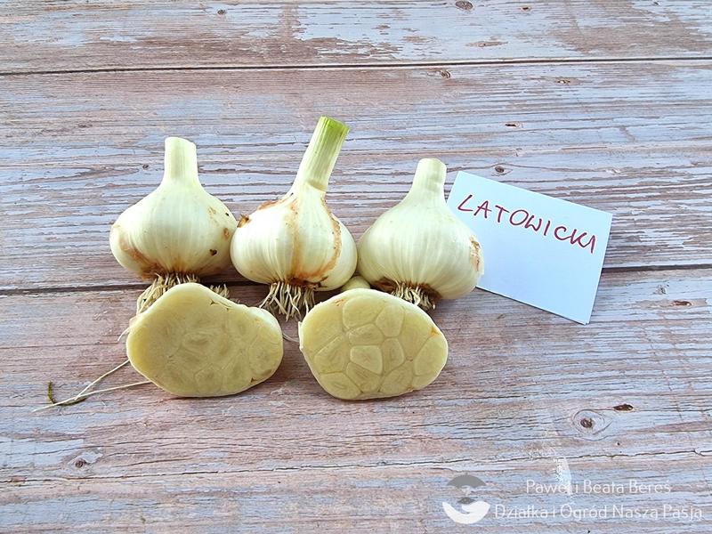 Przygotowanie terenu pod czosnek