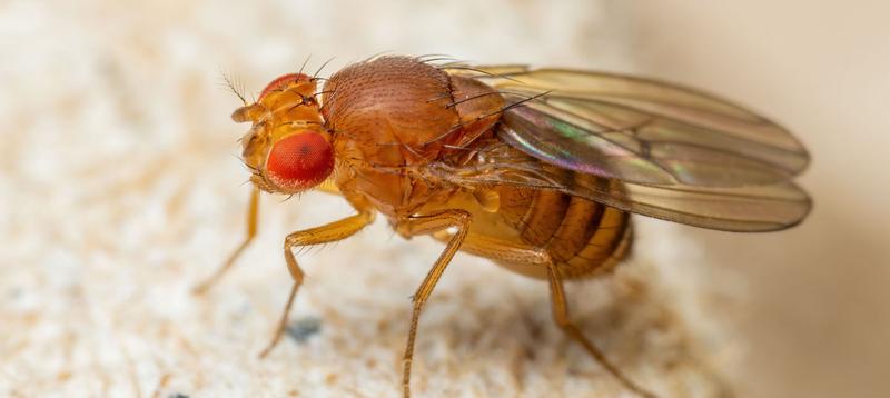 Pułapki na muszki owocówki