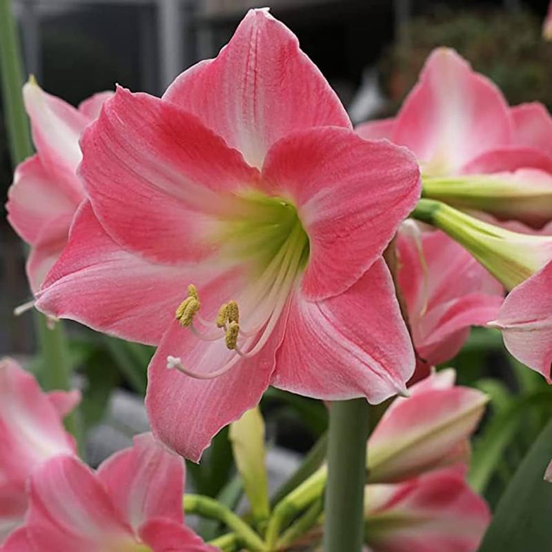 Rośliny tolerujące cień