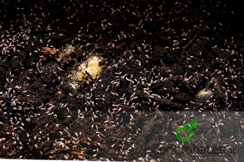 Rozpoznawanie skoczogonków