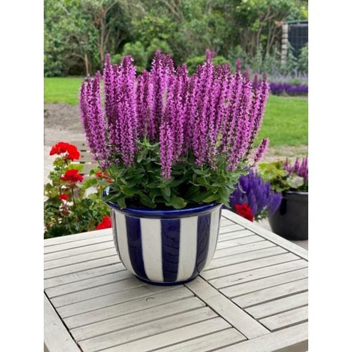 Szalwia omszona uprawa