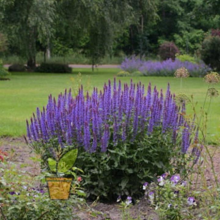 Szalwia omszona w ogrodzie