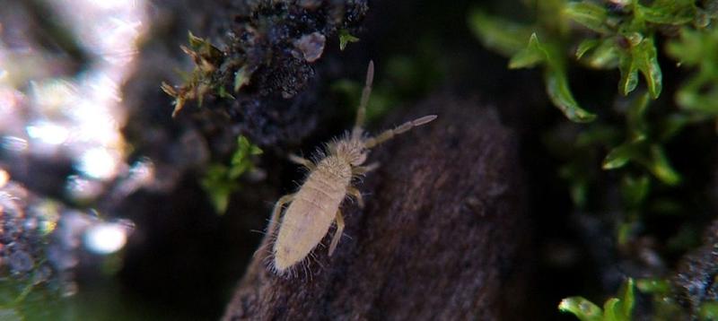 Szkodniki w ogrodzie